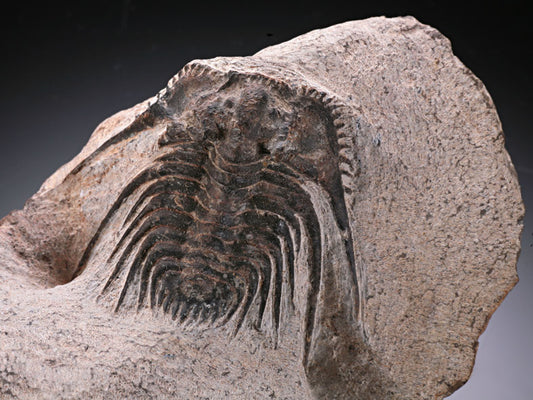 Trilobite "Leonaspis"