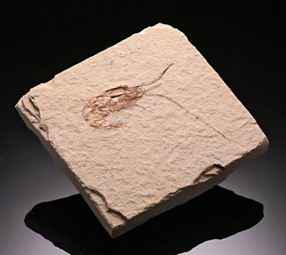 Fossil Shrimp (Carpopenaeus longirostris)