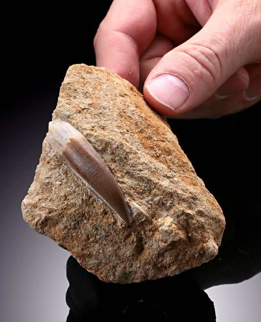 Plesiosaur Teeth