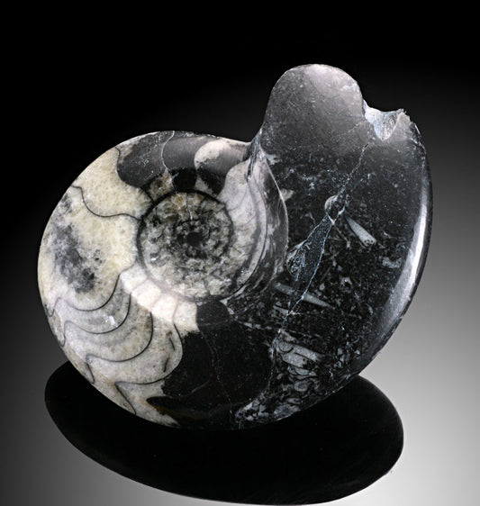 1.5"-3" Goniatites Fossils