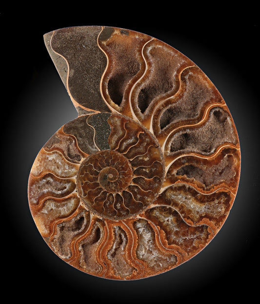 2" Mini Ammonite Polished Cross Sections