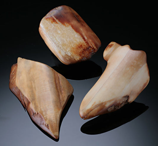 Fossil Walrus Ivory ($18.50 each)