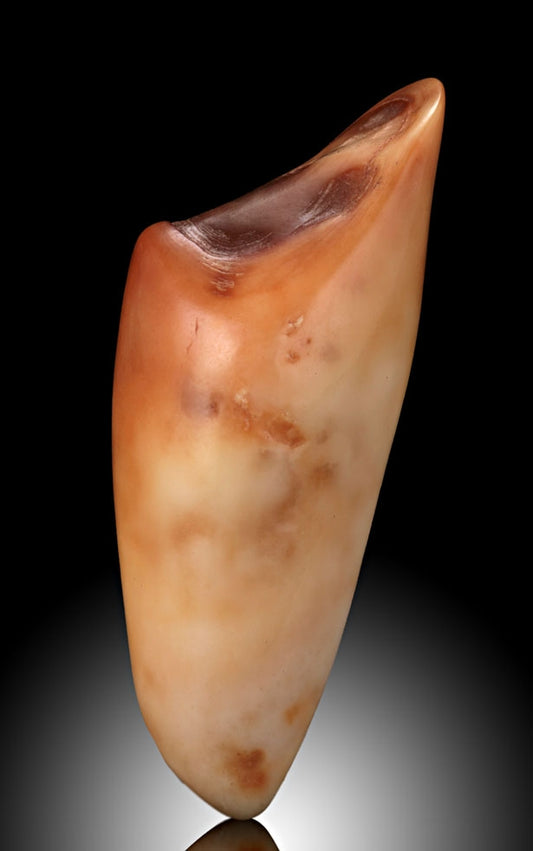 Fossilized Walrus Teeth