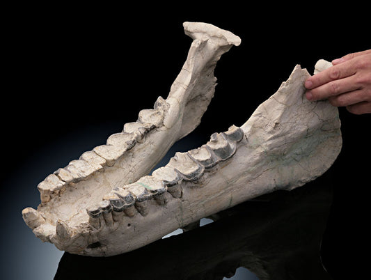 Titanothere "Brontotherium"