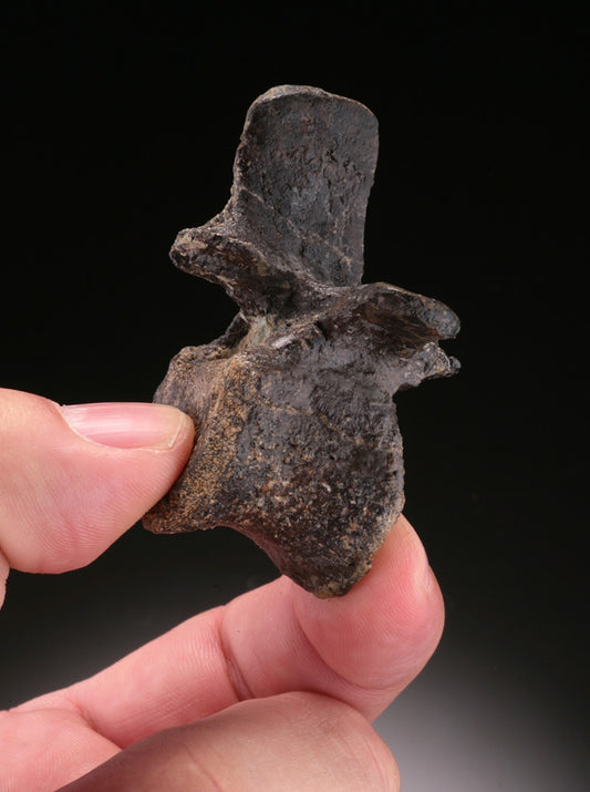 2" Dryosaurus (Iguanodontia) Dorsal Vertebrae
