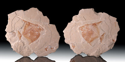 12" Lebanese Fossil Fish Plates (Positive & Negative)