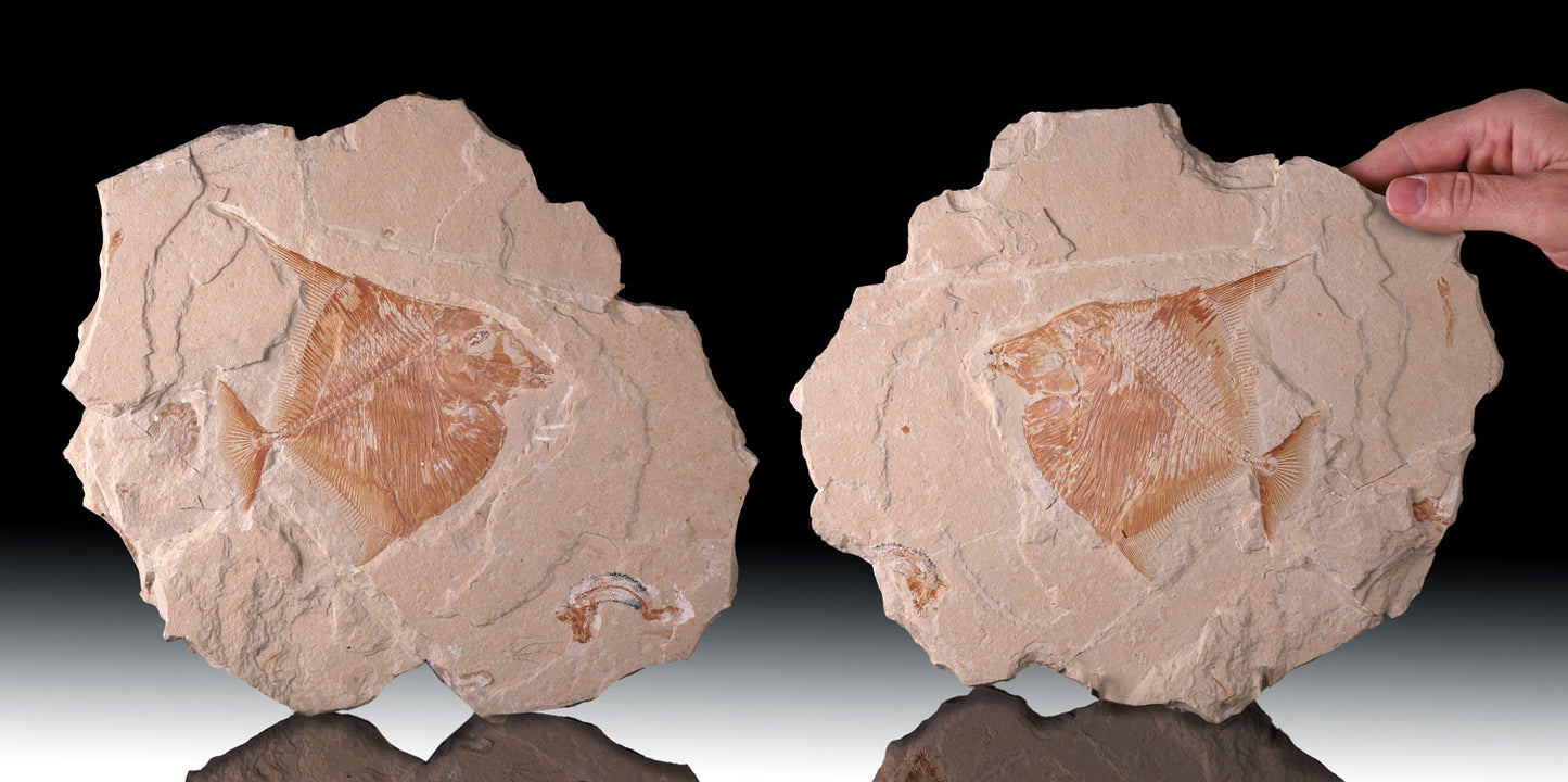 12" Lebanese Fossil Fish Plates (Positive & Negative)