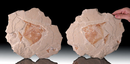 12" Lebanese Fossil Fish Plates (Positive & Negative)