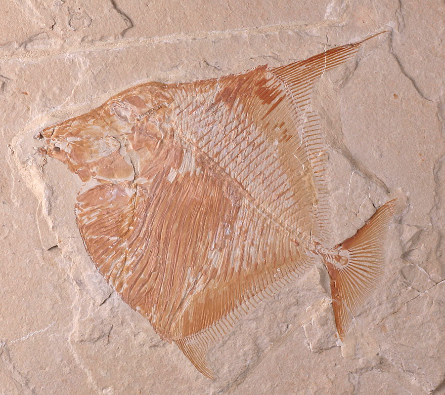12" Lebanese Fossil Fish Plates (Positive & Negative)