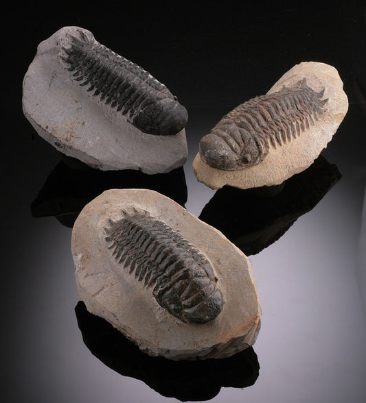 2" - 2.5" Crotalocephalus Trilobites (Best Available)