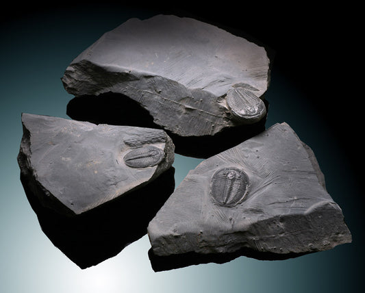 Elrathia Kingii Trilobites