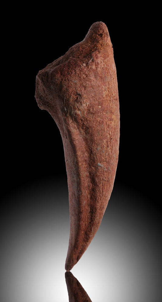 Spinosaurus Foot (Toe) Claw