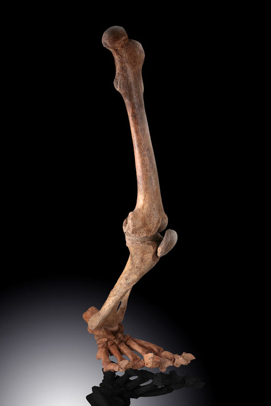 Cave Bear Leg