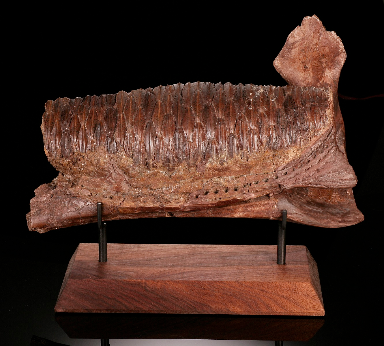 Hadrosaur Jaw Section, With Excellent Tooth Battery