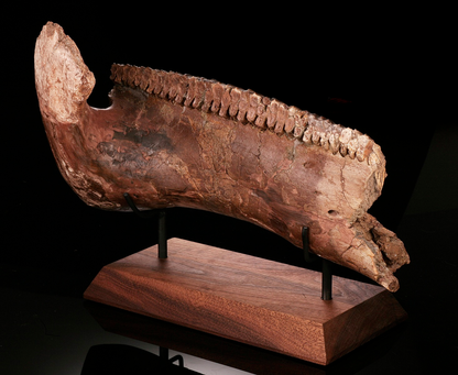 Hadrosaur Jaw Section, With Excellent Tooth Battery