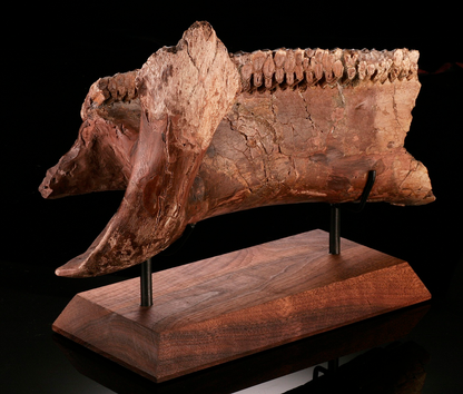 Hadrosaur Jaw Section, With Excellent Tooth Battery