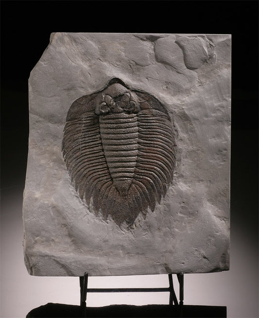Classic North American Trilobite, Actinurus Accodentalis (with stand)