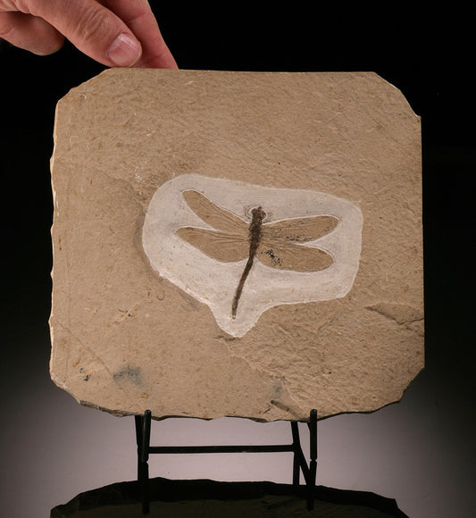 Fossilized Dragonfly (with stand)