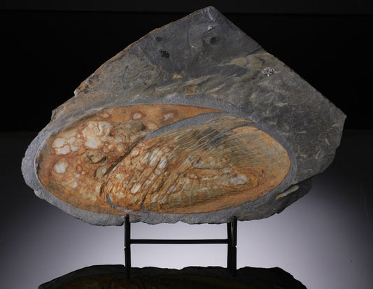 Nobiliasaphus nobilisTrilobite from Portugal with stand