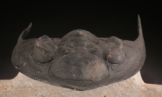 Trilobite Odontochile