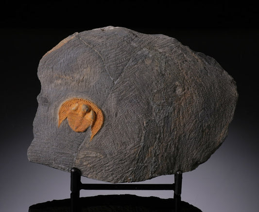 Trilobite Nankingolithus