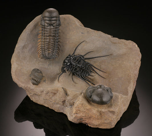 Multiple Trilobite Mortality Specimen