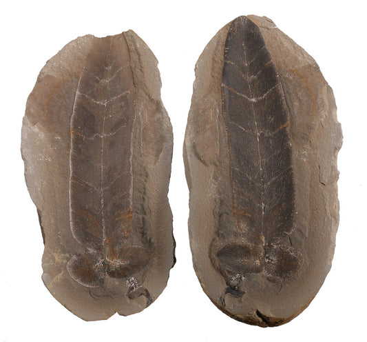 Macroneuropteris scheuchzeri - Mazon Creek Fossil