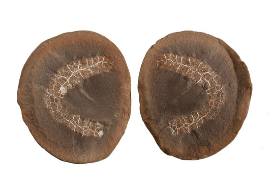 Achistrum sp. (Sea Cucumber) - Mazon Creek Fossil