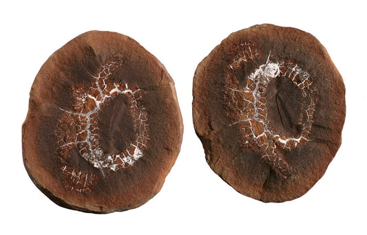 Achistrum sp. Holothurian (Sea Cucumber) - Mazon Creek Fossil