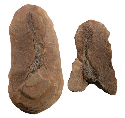 Synchysidendron andrewsii - Mazon Creek Fossil