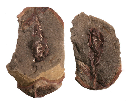 Palaeoxyris prendeli (Shark Egg Case) - Mazon Creek