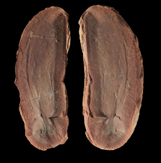 Tullimonstrum gregarium, Tully Monster (Pit 15)