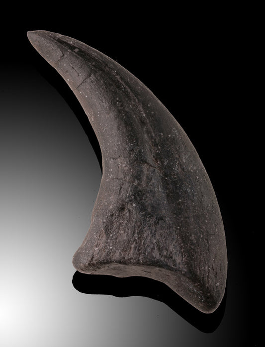 Allosaurus fragilis Claw
