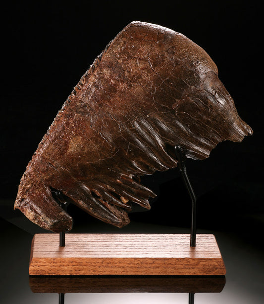 Fossil Mammoth Tooth with Stand