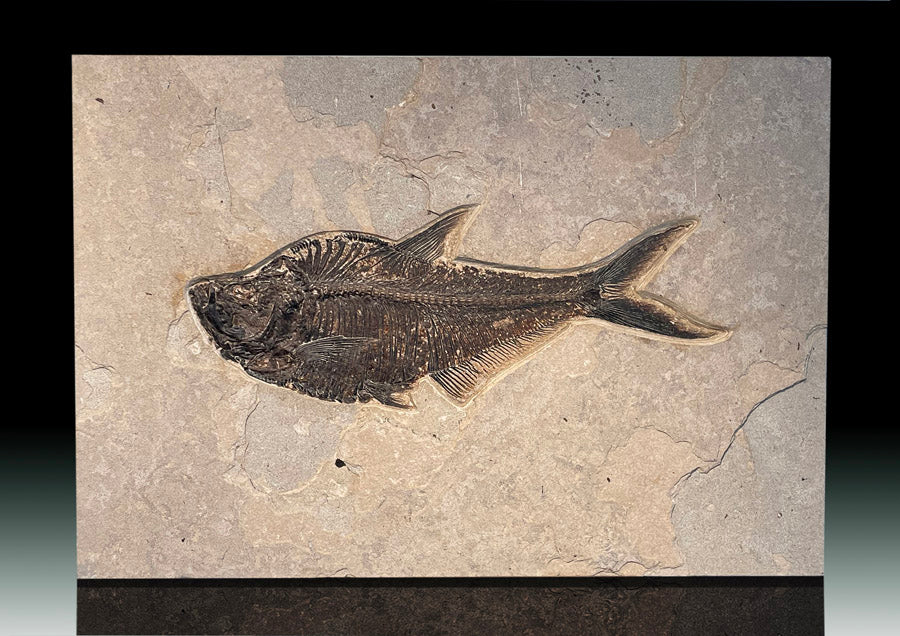 GINORMOUS Diplomystus