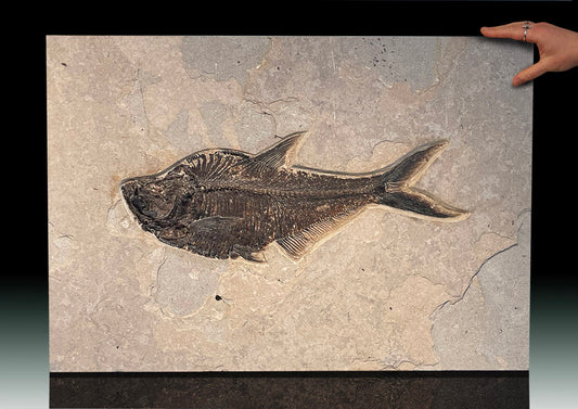 GINORMOUS Diplomystus