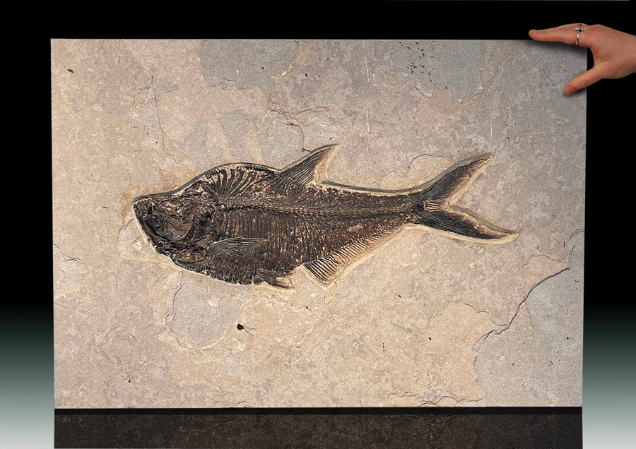 GINORMOUS Diplomystus