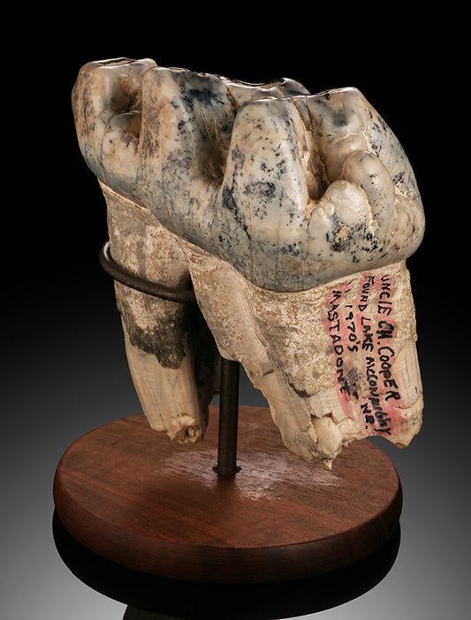 Blue Juvenile Mastodon Tooth