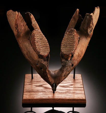 Juvenile Woolly Mammoth Mandible with Molars