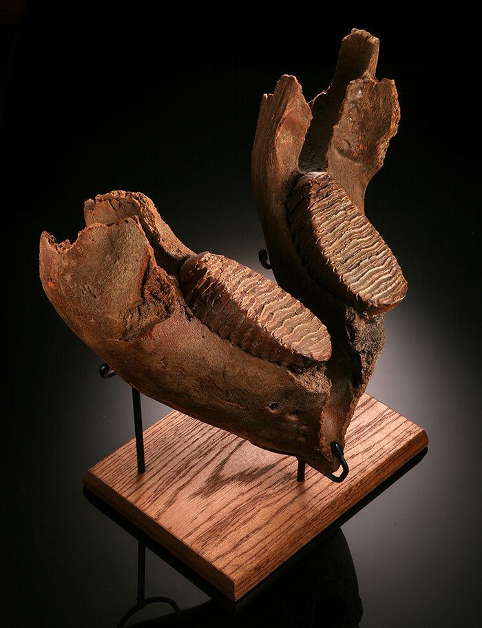 Juvenile Woolly Mammoth Mandible with Molars