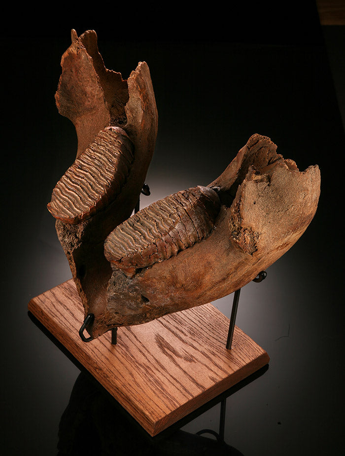 Juvenile Woolly Mammoth Mandible with Molars