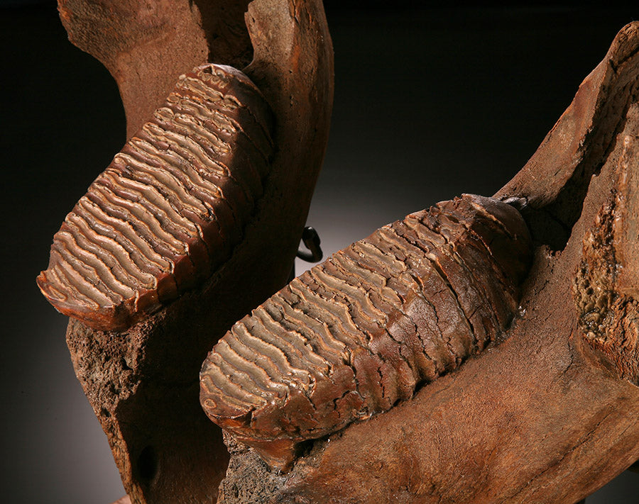 Juvenile Woolly Mammoth Mandible with Molars