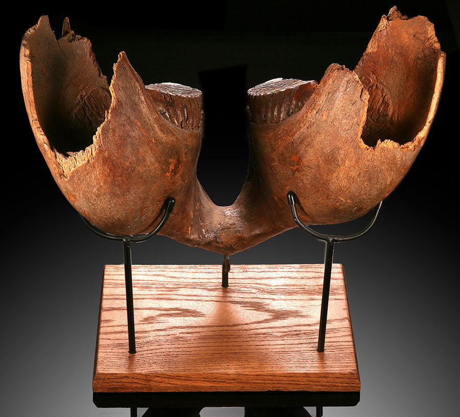 Juvenile Woolly Mammoth Mandible with Molars