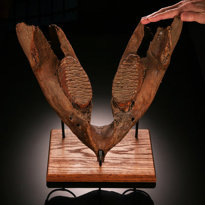 Juvenile Woolly Mammoth Mandible with Molars