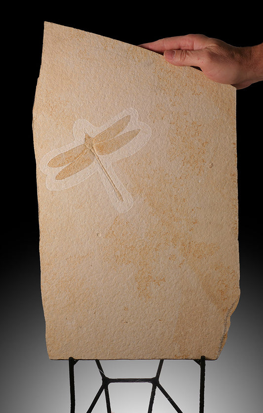 Large Fossilized Dragonfly