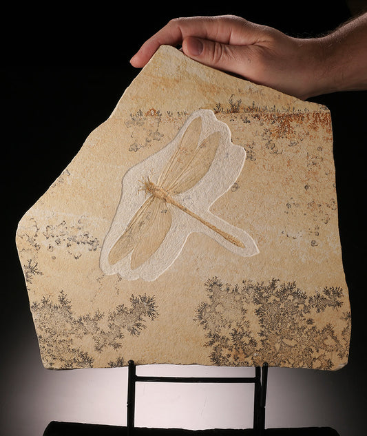 Dragonfly Fossil (Mesuropetala) with Stand
