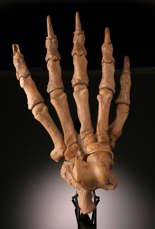 12" Cave Bear Paw, Russia (with stand)