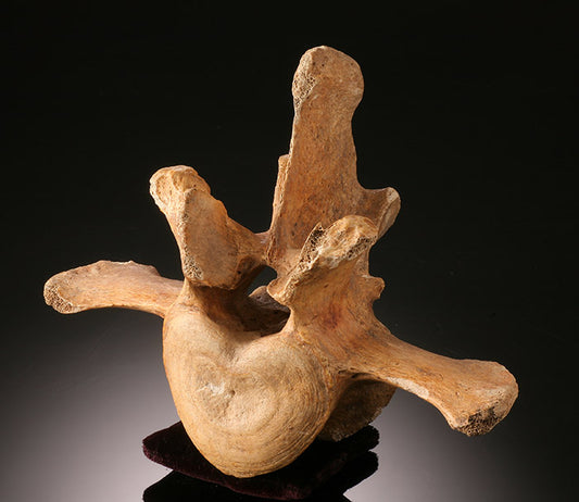 Cave Bear Vertebrae