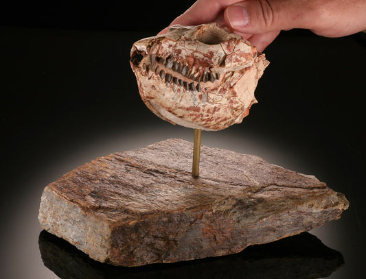 Oreodont Lepiauchenia Skull