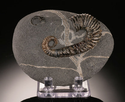 Acrioceras Uncoiled Ammonite (with stand)